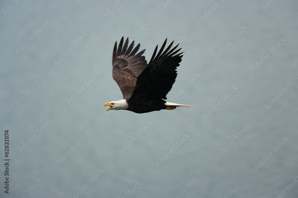 Bald eagle flying in the air, Katmai National Park, Alaska, USA. Bald eagle flying in the air, Katmai National Park, Alaska, USA.