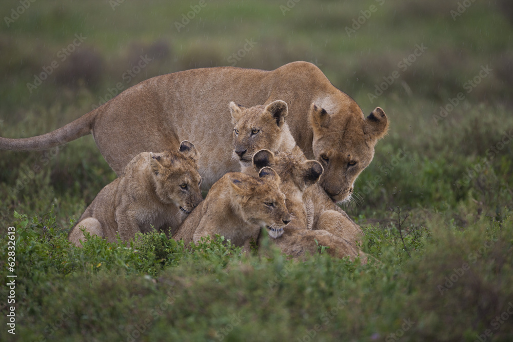 A family of a lion and her cubs on the Serengeti National Park, Tanzania