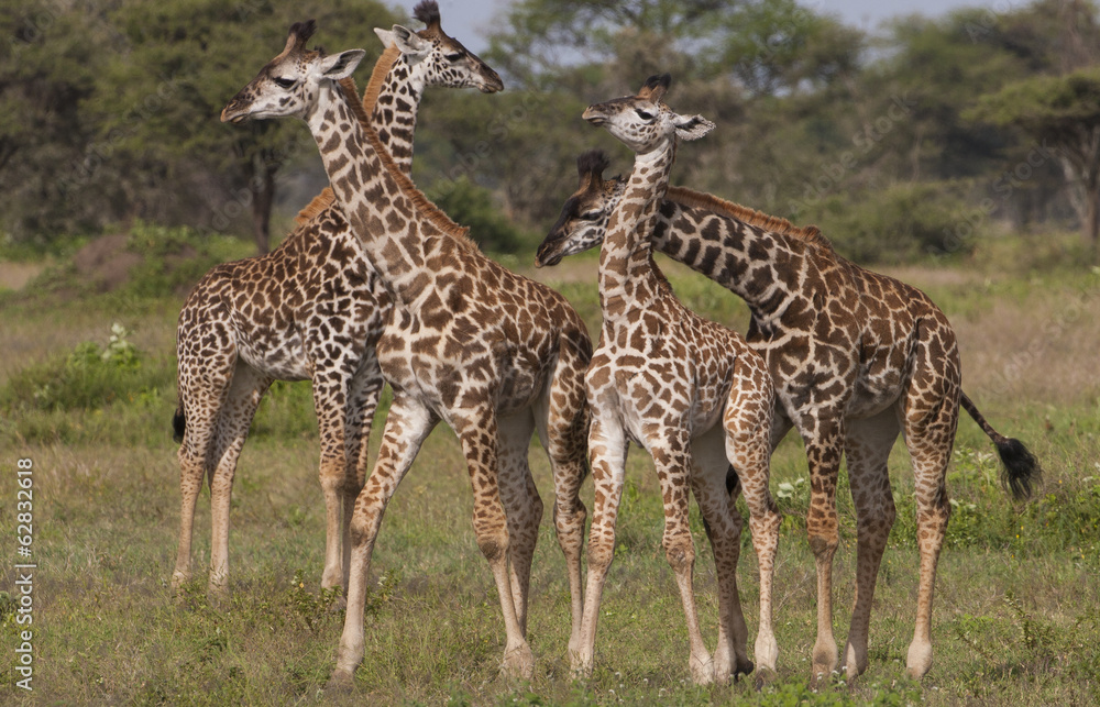 A small group of masai giraffe, Serengeti National Park, Tanzania A small group of masai giraffe, Serengeti National Park, Tanzania