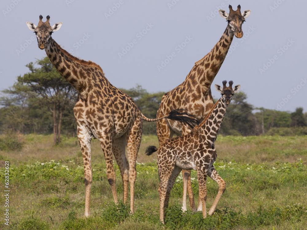 Three masai giraffe in the Serengeti National Park, Tanzania Three masai giraffe in the Serengeti National Park, Tanzania