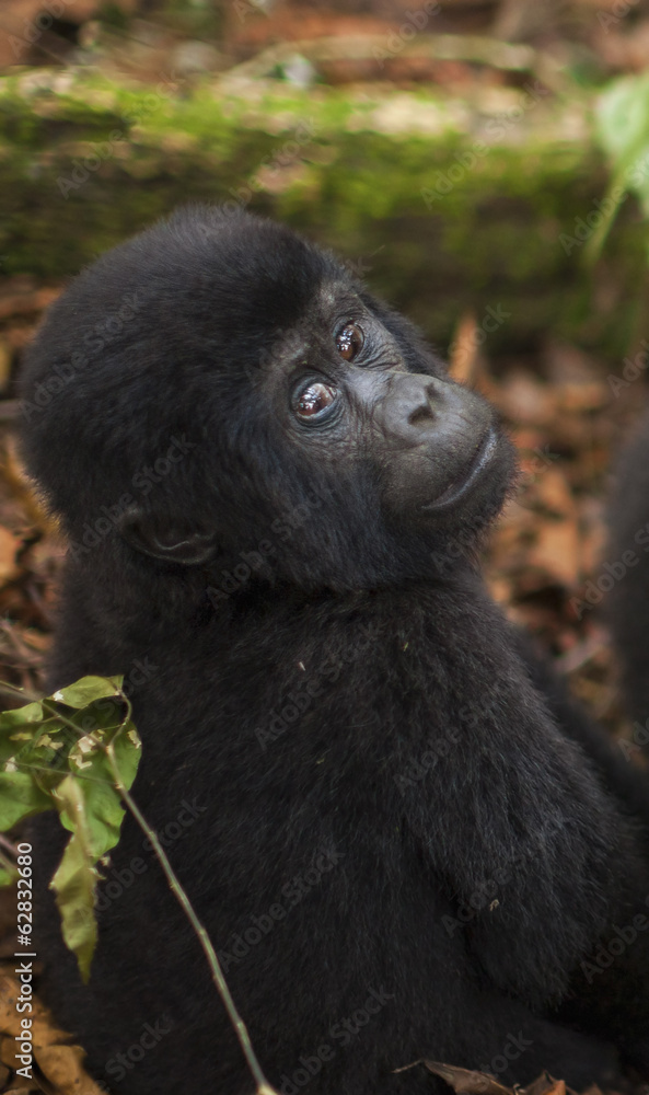 Mountain gorilla juvenile, Volcanoes National Park, Rwanda Mountain gorilla juvenile, Volcanoes National Park, Rwanda