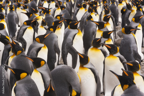 King Penguins, Aptenodytes patagonicus, in a  bird colony on South Georgia Island, on the Falkland islands. photo