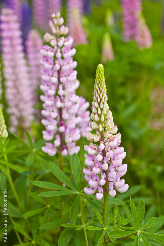 Prince Edward Island Lupins Prince Edward Island Lupins
