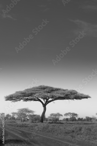 An acacia tree in Serengeti National Park, Tanzania #62832858