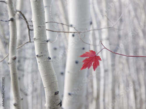 A single red maple leaf in autumn, against a background of aspen tree trunks with cream and white bark. Wasatch national forest.