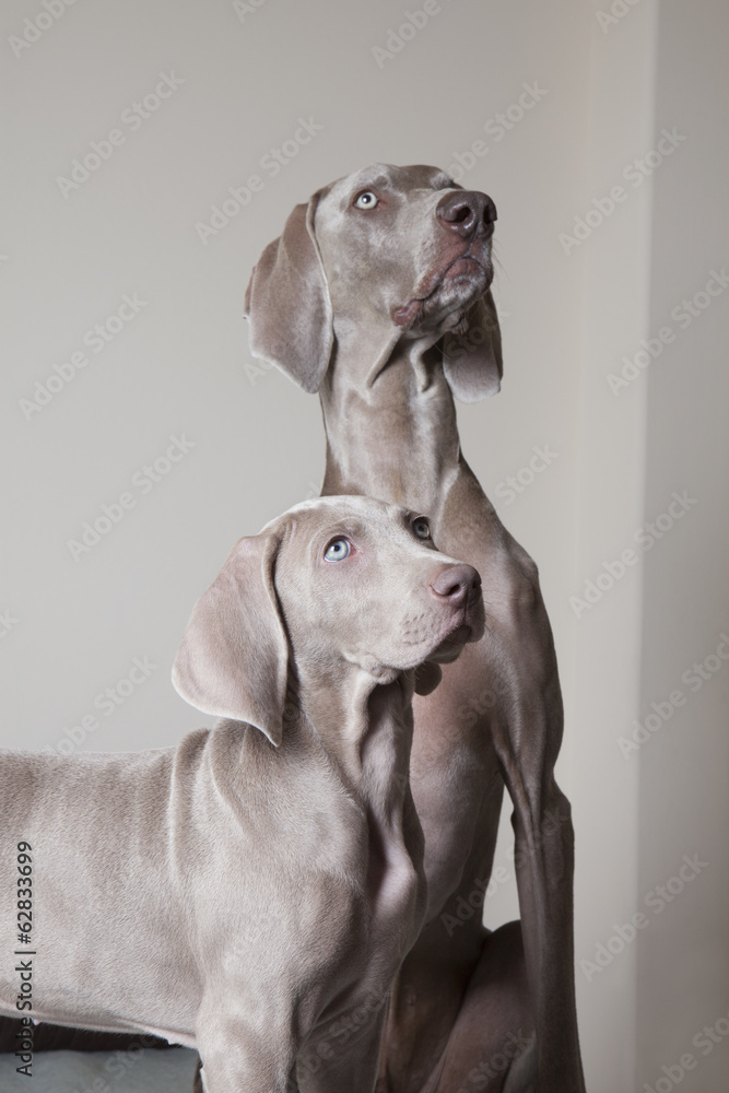 Adult weimaraner dog and puppy looking up Adult weimaraner dog and puppy looking up