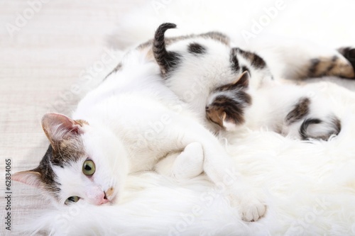 Fototapeta Naklejka Na Ścianę i Meble -  Cute mother cat and little kittens