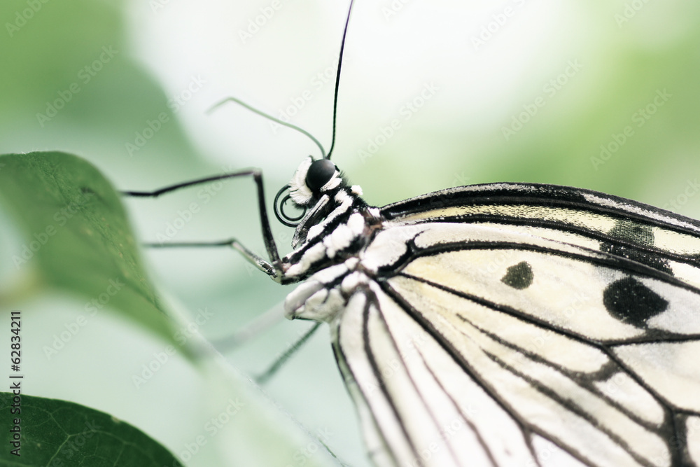 Obraz premium papillon