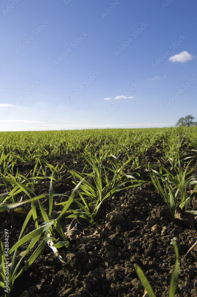 A field on a farm. A field on a farm.