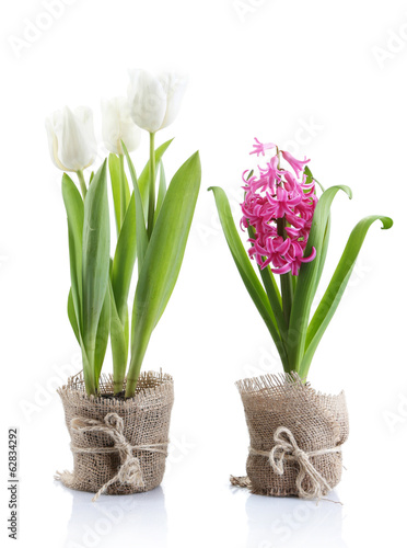 Beautiful tulips and hyacinth flower isolated on white