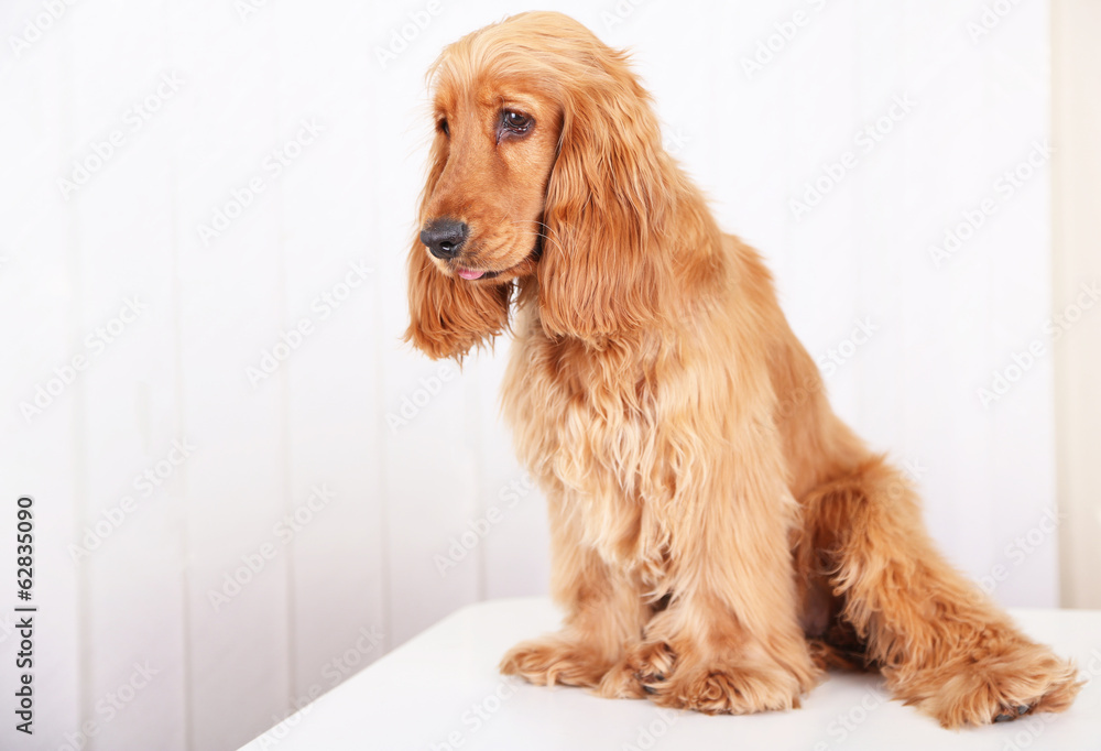 Beautiful cocker spaniel on white background Beautiful cocker spaniel on white background