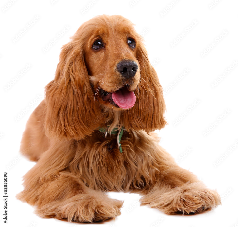 Beautiful cocker spaniel isolated on white Beautiful cocker spaniel isolated on white
