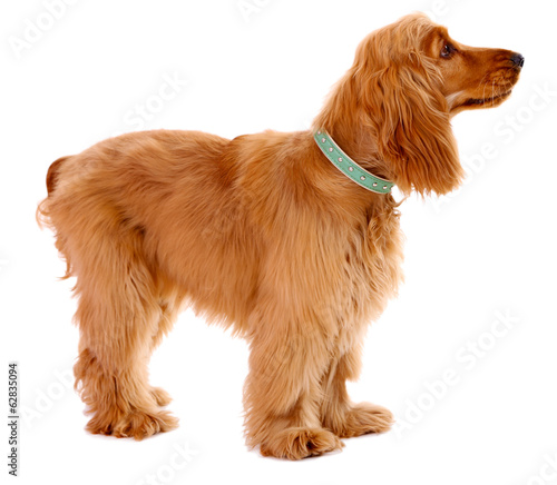Tapety artystyczne Beautiful cocker spaniel isolated on white