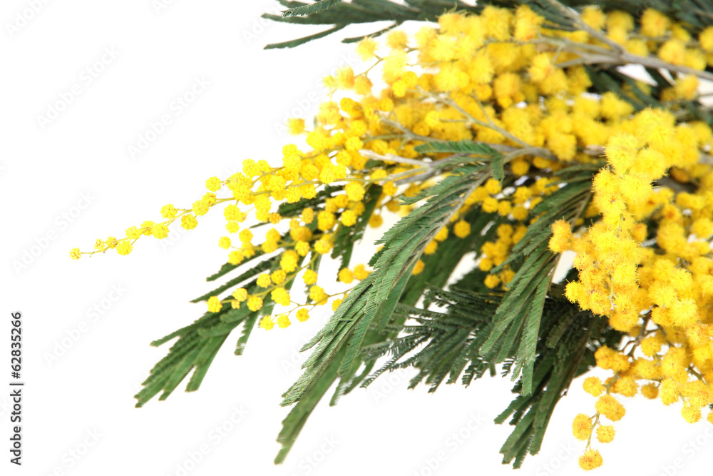Twigs of mimosa flowers, close up Twigs of mimosa flowers, close up