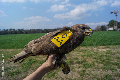 Obraz na plátně Ratonero común, marcas alares, Buteo buteo