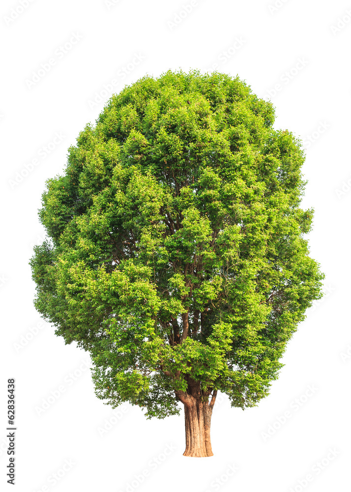 Irvingia malayana also known as Wild Almond Irvingia malayana also known as Wild Almond