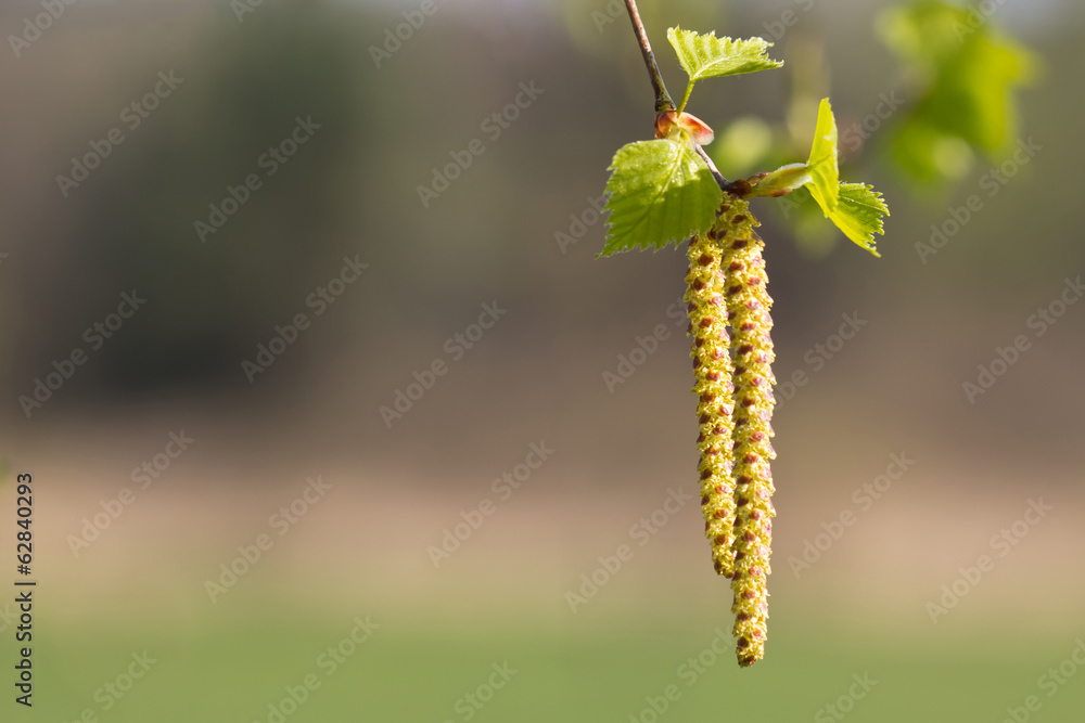 Obraz premium Birch Blossoms