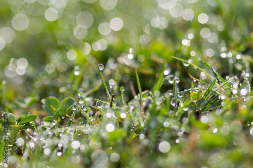Grass and Dew