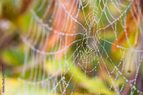 Spider Web (Cobweb)