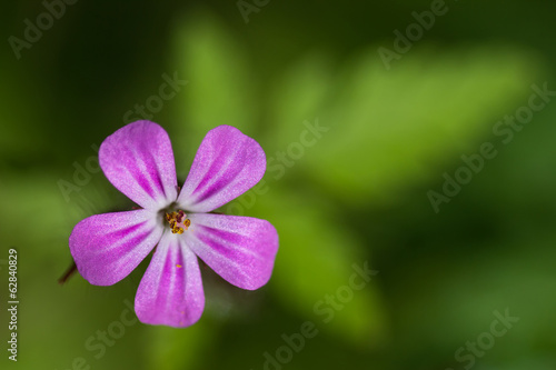 Nice Bloom with Blurred Background