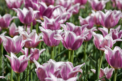 Tulip Field
