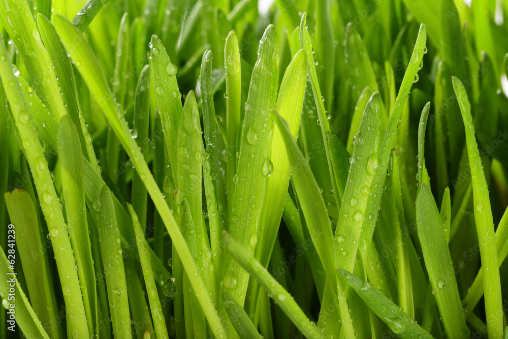 fresh oat sprouts with water drops fresh oat sprouts with water drops