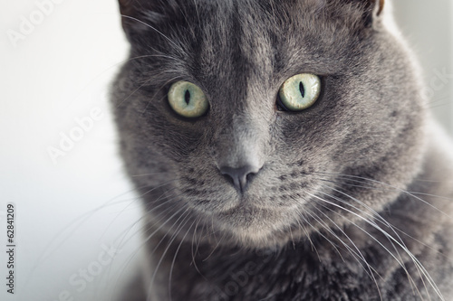 closeup portrait of british shorthair cat