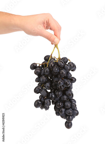 Branch of black ripe grapes in hand.