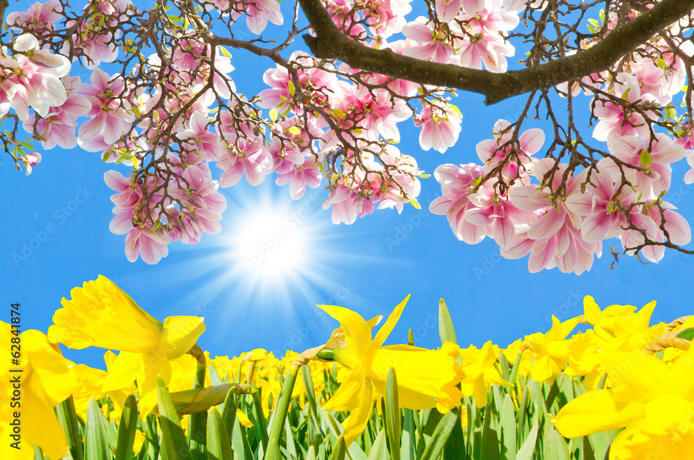 Sunny day in spring - Magnolien und Narzissen - obrazy, fototapety, plakaty 