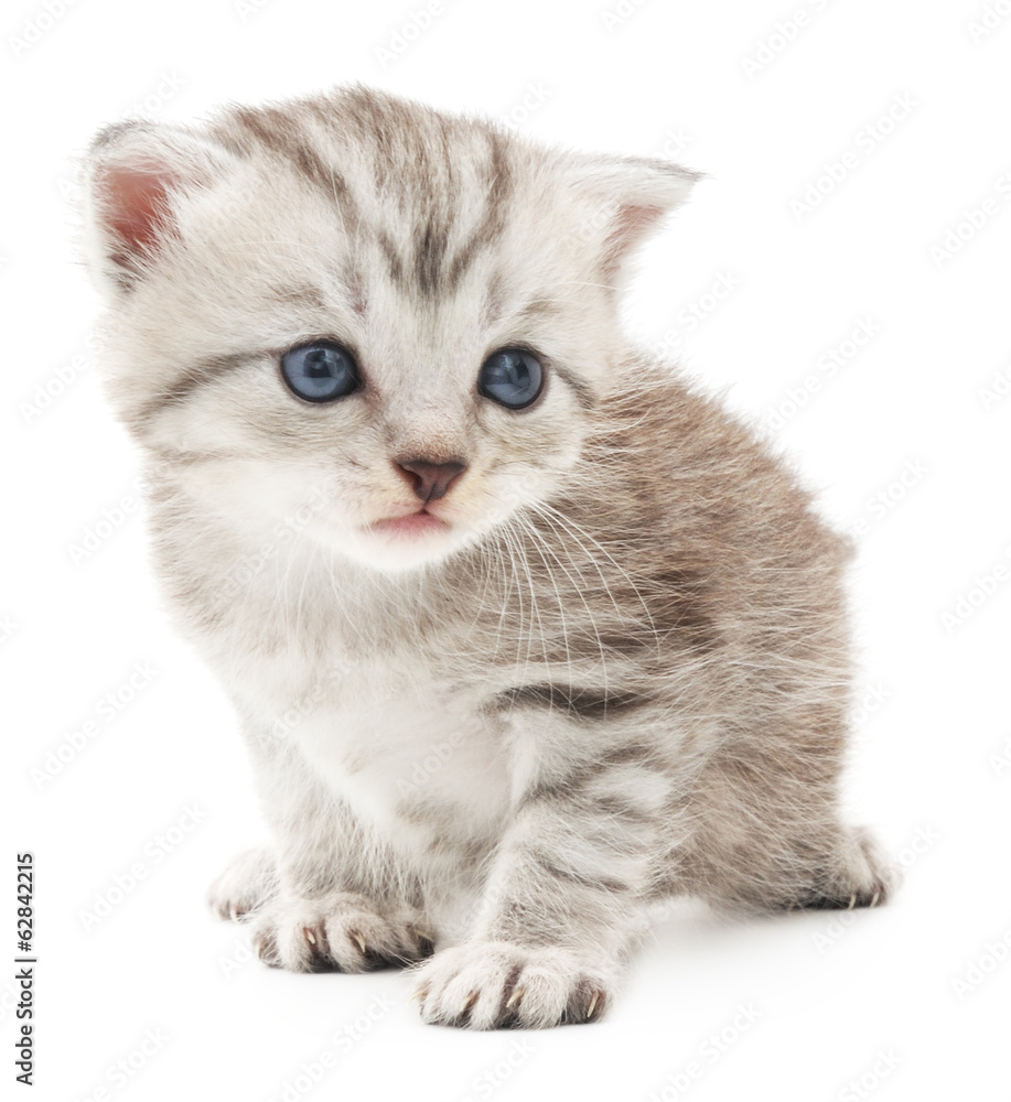 Fototapeta premium Kitten on a white background