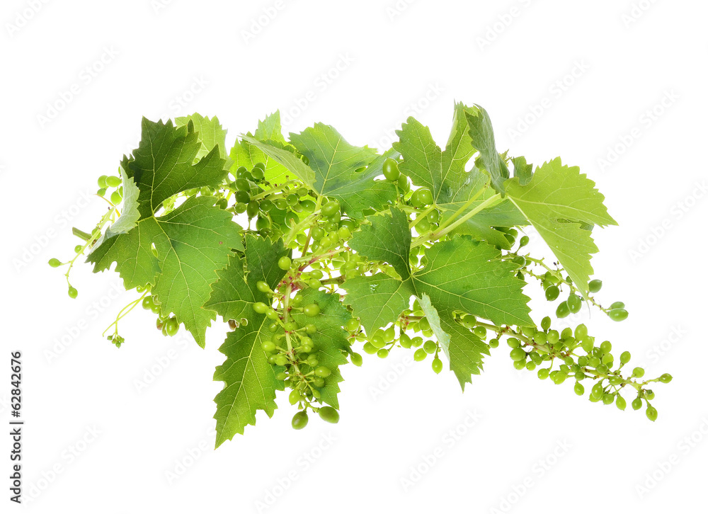 vine leaves and unripened wild grapes isolated white background. vine leaves and unripened wild grapes isolated white background.