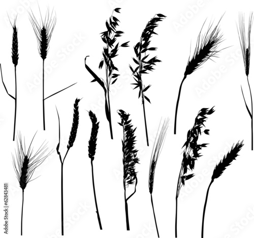 thirteen black ears of  cereals silhouettes on white
