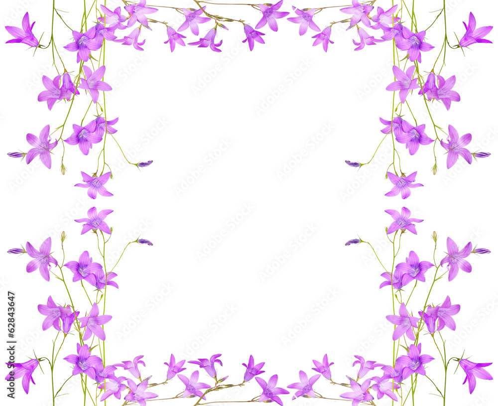 isolated pink campanula flowers frame