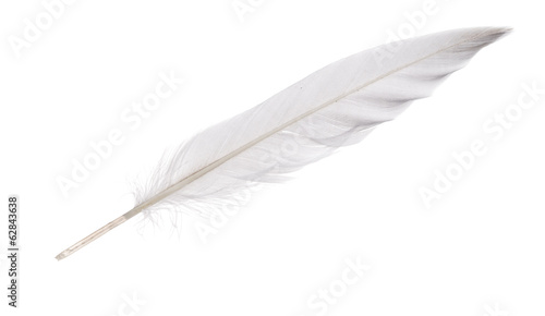 isolated white goose straight feather