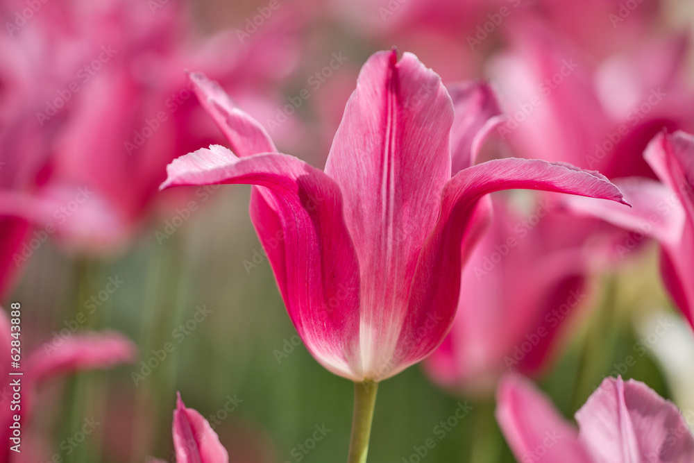 pink tulip flower on bright background