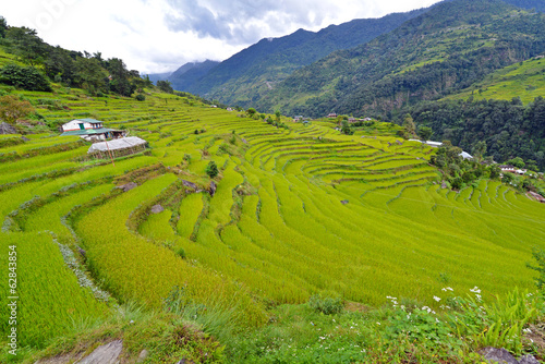 Green terraced rice fields