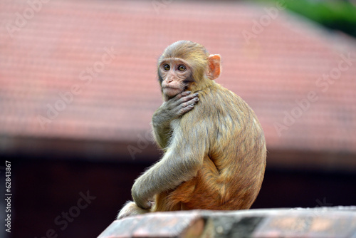 Macaque monkey © salajean