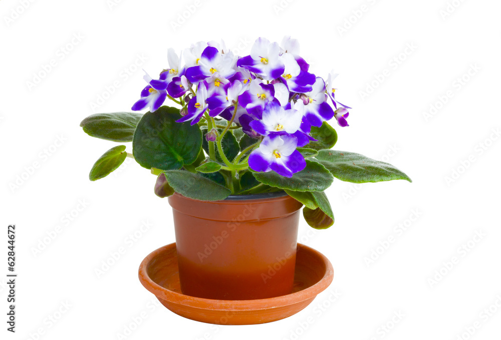 Blossoming violet Blossoming violet