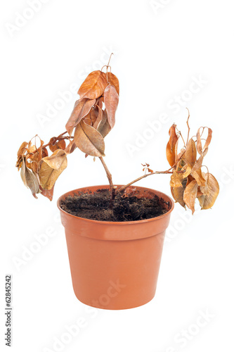 Fototapeta Naklejka Na Ścianę i Meble -  One dead plant in pot