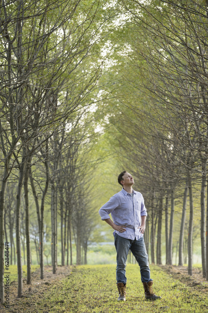 A man standing in an avenue of trees, looking upwards. A man standing in an avenue of trees, looking upwards.