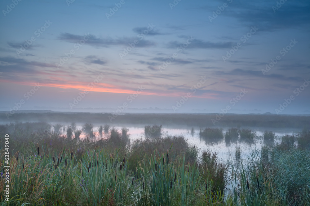 summer misty sunrise over swamp