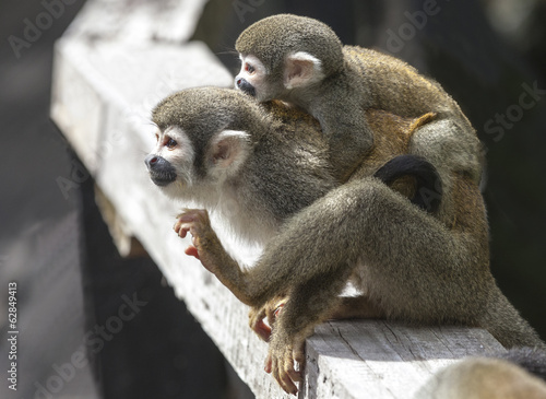 Photography Mother and baby monkey