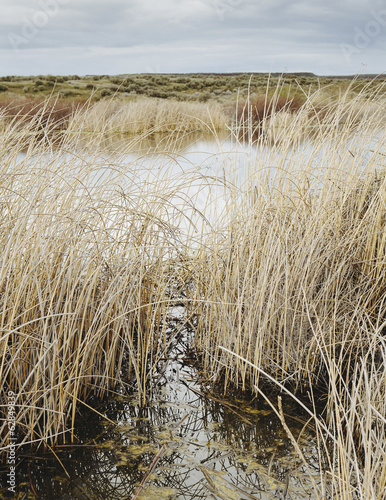 Tall reed grasses and marshes in Columbia National Wildlife Refuge, near Othello in Washington in the USA. photo