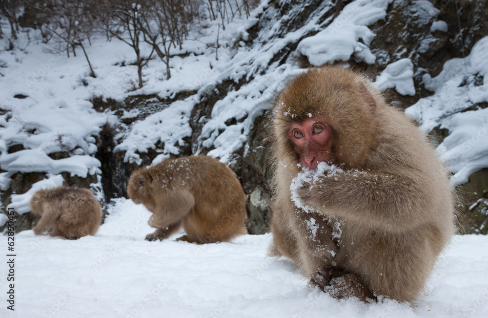 Japanese Macaques, Japanese Alps, Honshu Island, Japan Japanese Macaques, Japanese Alps, Honshu Island, Japan