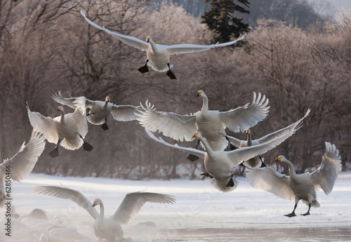 Obraz na plátně Whooper swans, Hokkaido, Japan
