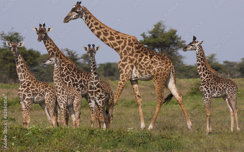 A small group of Masai giraffe in Serengeti National Park, Tanzania A small group of Masai giraffe in Serengeti National Park, Tanzania