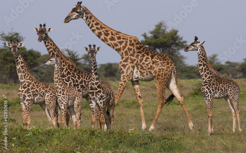 A small group of Masai giraffe in Serengeti National Park, Tanzania photo