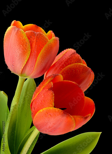 Fototapeta Naklejka Na Ścianę i Meble -  Czerwone tulipany