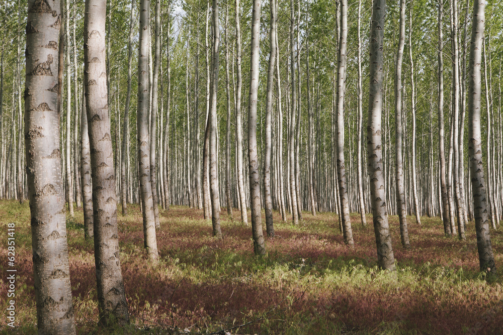 A poplar tree plantation or forest in Oregon, USA A poplar tree plantation or forest in Oregon, USA