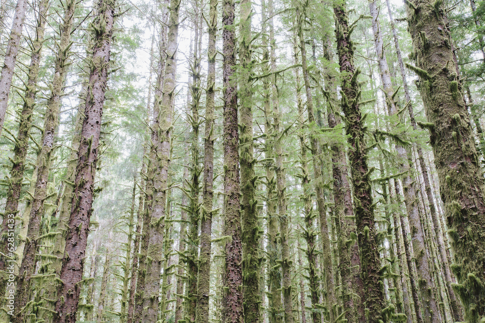 Sitka Spruce and Western Hemlock trees in lush, temperate rainforest Sitka Spruce and Western Hemlock trees in lush, temperate rainforest